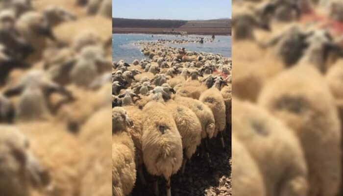 Koyunları Kurtar kapak görseli