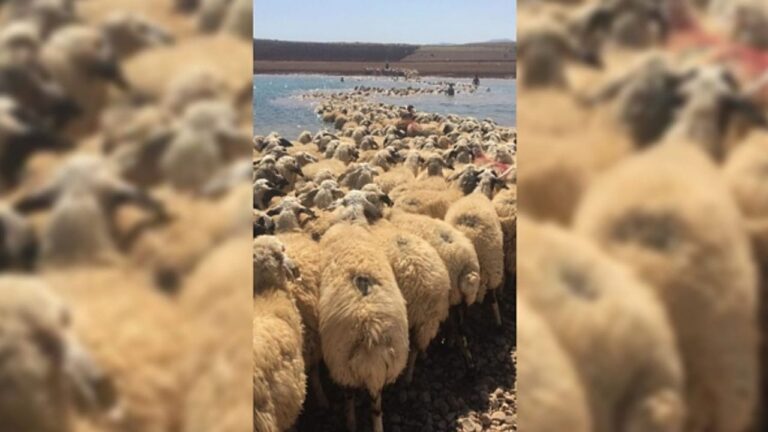Koyunları Kurtar oyna