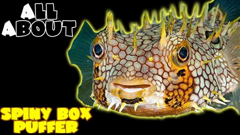 Super Pufferfish oyunu oyna Super Pufferfish oyna