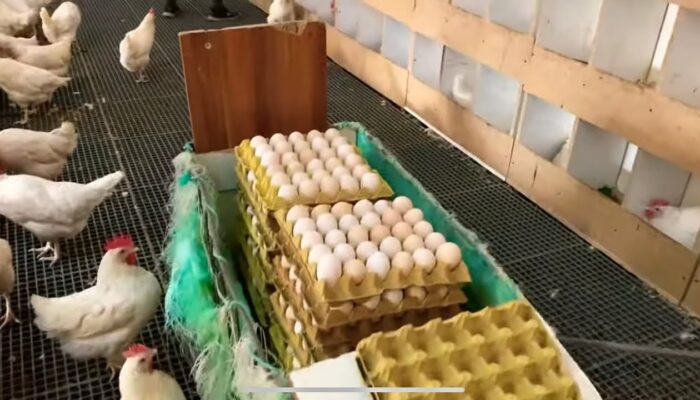 Yumurta Çiftliği kapak görseli