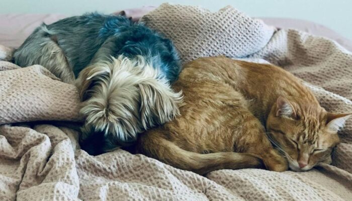 Kedi Oyun Zamanı Macerası kapak görseli