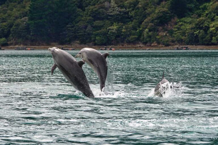 My Dolphin Show 7 oyunu oyna My Dolphin Show 7 oyna