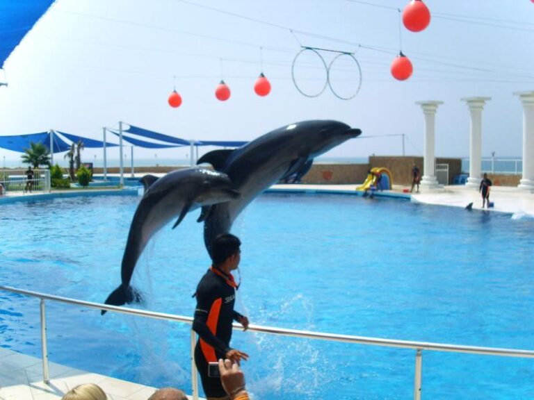 My Dolphin Show 8 oyna