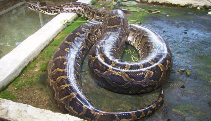 Açgözlü yılan kapak görseli