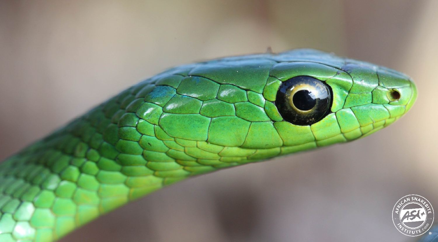 Snake.is