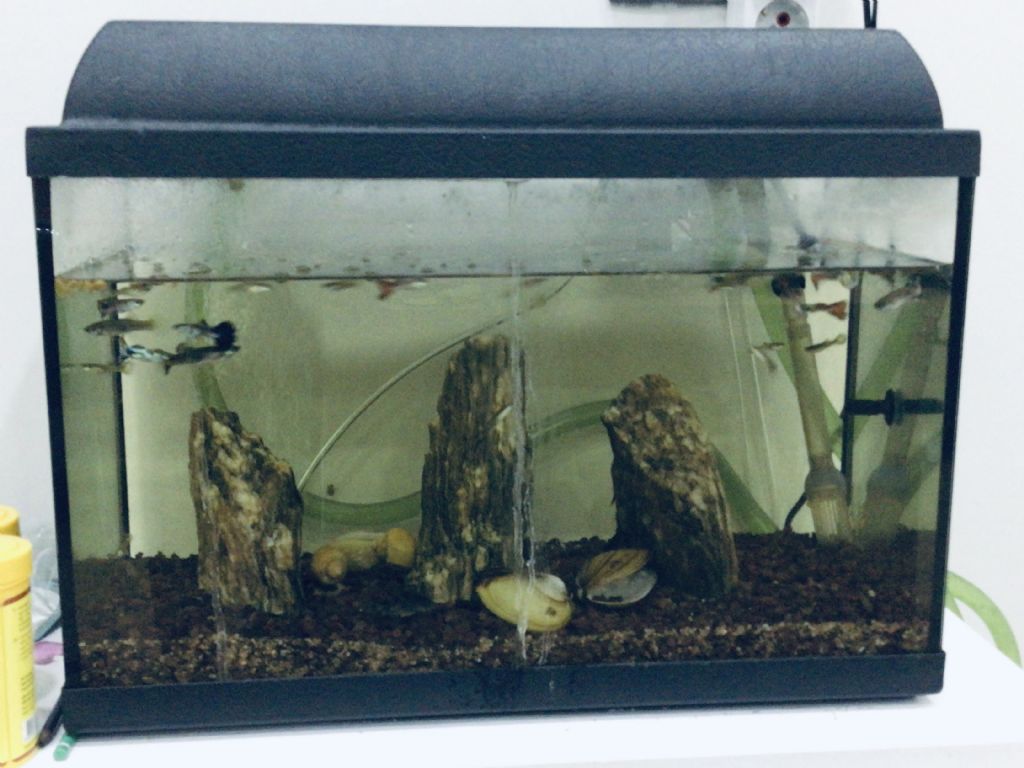 Tank Macerası