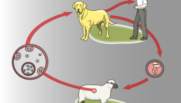 Tavşan Kulak Enfeksiyonu kapak görseli