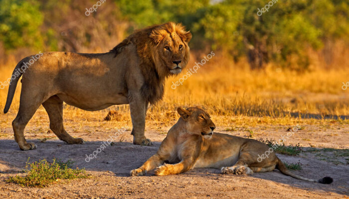 Vahşi Yaşam Aslan kapak görseli