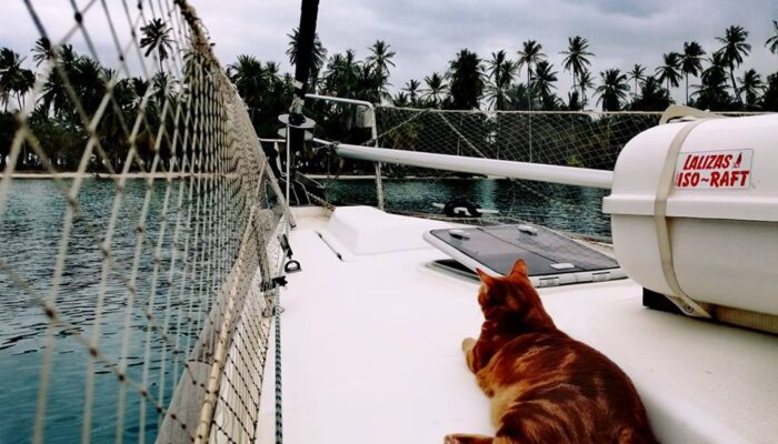 Yalnız Fare vs Kötü Kedi kapak görseli