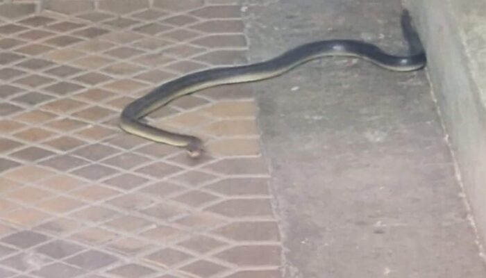 Yılan ve Merdivenler kapak görseli