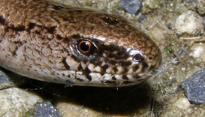 Anguis.io kapak görseli