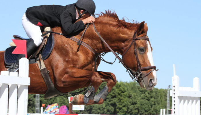 Atla Zıplama Şovu kapak görseli