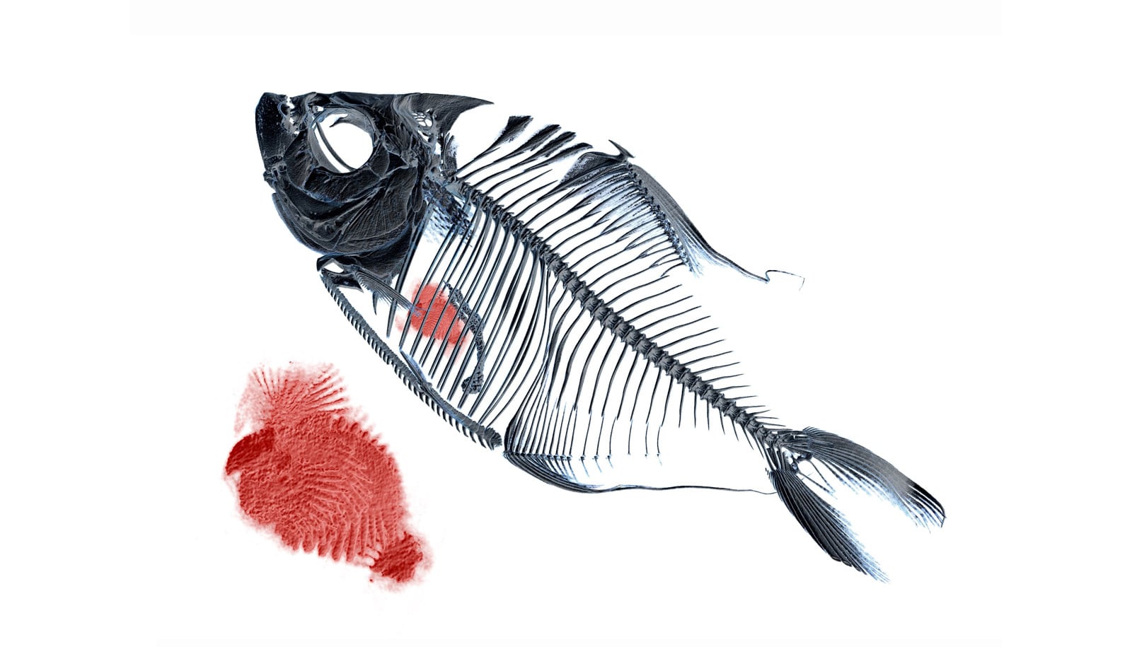 Fish Eat Fish