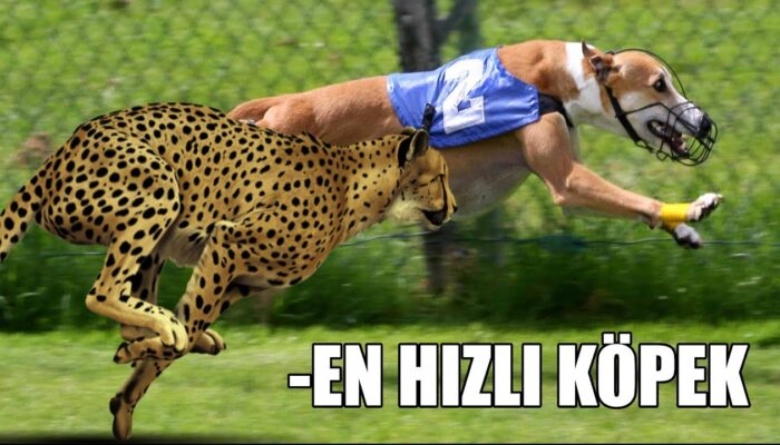 Hızlı Köpek kapak görseli