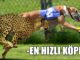 Hızlı Köpek
