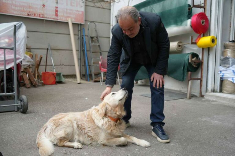 Köpek Doktoru oyna