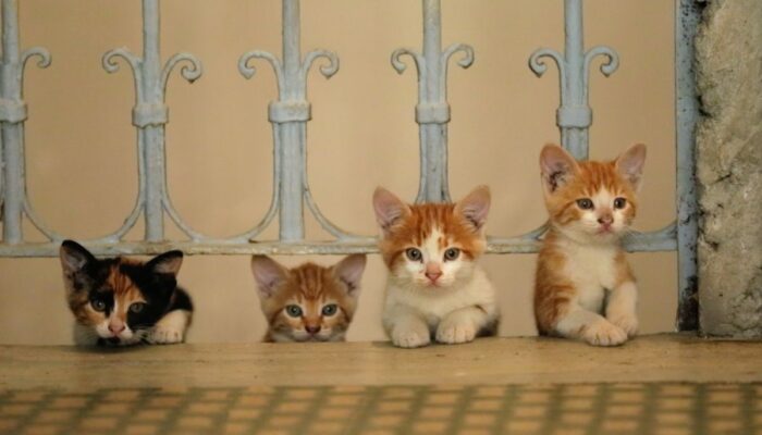 Özel Kuvvet Kedileri 1 kapak görseli