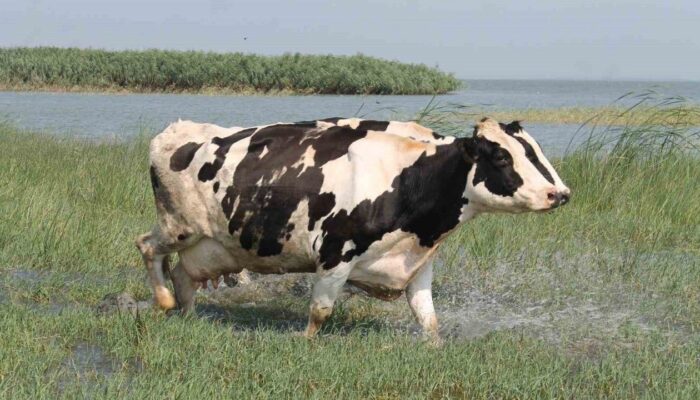 Süt İnekleri kapak görseli